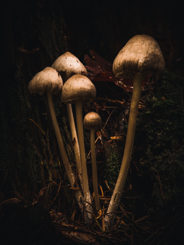 A bunch of mystical looking mushrooms